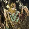 Sea anemones, brittle stars, and sea urchins make a home on mangrove roots.