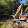 an excavator lowers a whale skeleton