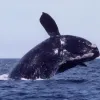 A right whale breaches, lifting its huge body out of the water.