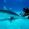 Brian Skerry takes an up close photo of a tiger shark on the seafloor. 
