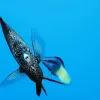 A wrought iron butterflyfish being cleaned by a small wrasse in the waters of Japan's Ogasawara Islands.