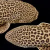 Two Catsharks with a black background
