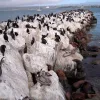 Seabirds on a rocky outcrop. 