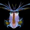 “Upon returning from the reef after a night dive, I swam toward a bright reflection and came eye-to-eye with this beautiful, curious squid.” -- Nature's Best photographer Charles Viggers.Equipment Used to Capture the Shot: Nikon D700; 105mm ƒ/2.8 lens