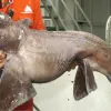 This rarely seen smalleyed rabbitfish, belongs to the order Chimaera. Chimaeras are related to sharks and are cartilaginous animals—they have no real bones.