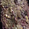 A chiton displays its overlapping protective plates running down the back. 