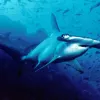 The Cocos Island National Park site in Costa Rica was inscribed on the World Heritage List in 1997. Cocos Island's position as the first point of contact with the northern equatorial counter-current and the myriad interactions between the island and the su