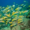 A school of blue-striped snapper gathers at&nbsp;Coiba National Park and its Special Zone of Marine Protection site in Panama.