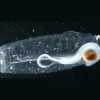 Salps are tube-shaped, soft, transparent animals that swim through the ocean, straining out plant food as they go.