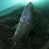A Yellow spotted trevally struggles to free itself from a fisherman's discarded net. Discarded nets continue to fish long after they have been lost, devastating the local fish populations and choking the life out of the reef on which it becomes entangled