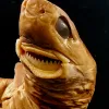 A cookie cutter shark specimen