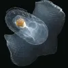 Corolla moves through the water by flapping a wing plate nearly twice the size of its gelatinous shell, giving it the nickname “sea butterfly”.