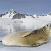 A white crabeater seal resting on an iceberg. 
