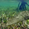 An American crocodile rests on a bed of seagrass. 