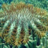 Crown of Thorns Starfish in the Marianas Islands