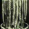 An 1874 photo of a squid draped over a bathtub. 