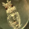 Close-up photograph of an arrow squid embryo.
