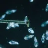 Photograph of many tiny transparent larval squid surrounding the head of a dissecting pin.