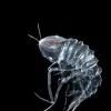 Cystisoma (a type of hyperiid crustacean) has one huge pair of eyes.