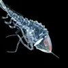 A side-view of translucent hyperiid with a black background.