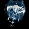 A translucent, female hyperiid surrounded by white young in a barrel-shaped body cavity.