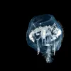 This female hyperiid (Phronima sedentaria), a type of marine crustacean, is surrounded by her young inside the hollowed out barrel-shaped body cavity of a salp. 