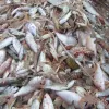 The Gulf of Mexico shrimp trawl fishery scoops up a lot of unwanted fish along with the shrimp. In the 1990s, for every pound of shrimp caught, more than 4 pounds of other fish species were caught as bycatch and discarded dead. 