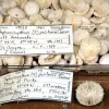 Smithsonian zoologist Dr. Steve Cairns named and described this deep-sea coral species, Stephanocyathus paliferus, now preserved at the National Museum of Natural History.