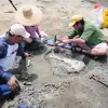 Smithsonian Scientists Dig a Trench Around a squalodontid Skull
