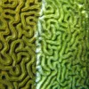 A photo of coral visibly affected by disease. 
