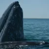 The Whale Sanctuary of El Vizcaino site in Mexico was inscribed on the World Heritage List in 1993. The sanctuary contains important breeding and wintering sites for the grey whale (Eschrichtius robustus&nbsp;- pictured here), harbor seal (Phoca vitulina),