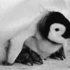 A emperor penguin chick sits under its mother's legs. 