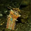 A couple inches wide and up to ten feet long, the bobbit worm stays hidden under tropical sands with just its five antennae poking out—waiting for prey to swim by.