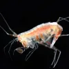 The amphipod Eusirus holmii inhabits sea ice, the water column and the sea floor