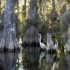 The Everglades National Park in the United States was inscribed on the World Heritage List in 1979. This site is a unique ecosystem created by a shallow, "imperceptible river" 50 miles wide, flowing slowly south to the tip of Florida. The exceptional varie