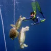 An abandoned fishing net carrying 17 dead sea turtles was discovered off the coast of Bahia, Brazil days after a storm.