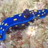 This nudibranch is&nbsp;making a comeback&nbsp;to a location it hasn't been to in years along the California coast. First discovered off the coast of Southern California in 1902,&nbsp;Felimare californiensis&nbsp;was thought to be extinct in the region sin