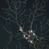 A brittled star clings to damaged deep-sea corals in the Gulf of Mexico