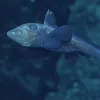 Ghost shark swimming