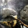 A Florida manatee swims through a channel into a freshwater spring late in the day.