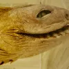 A southern African frilled shark