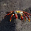 The Galapagos Islands site in Ecuador was inscribed on the World Heritage List in 1978. Located in the equatorial Pacific Ocean nearly 1000 km from South America, the Galapagos Islands and the surrounding marine reserve are a unique "living museum and show