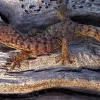 A light brown gecko with medium brown markings, standing on a dead and weathered tree trunk.