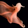 The suckers of this red octopod flash on and off.