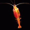 These shrimp-like crustaceans called Gnathophausia are incredibly hardy and only need to eat every few months. 