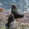 The Gough and Inaccessible Islands site in the United Kingdom was inscribed on the World Heritage List in 1995. The site, located in the south Atlantic, is one of the least-disrupted island and marine ecosystems in the cool temperate zone. The spectacular 