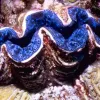 A small giant clam -- yes, that's it's real name -- in Australia's Great Barrier Reef.