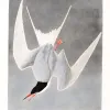 Illustration of the common tern