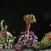 A piece of the Institute For Figuring’s Hyperbolic Crochet Coral Reef known as the Ladies Silurian Atoll.