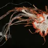 Crochet Jellyfish from the Hyperbolic Crochet Coral Reef